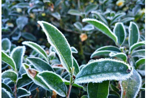 Making Tea In Different Seasons    