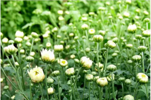 Blooming Wellness: Exploring the Marvels of Baby Chrysanthemum (Tai Ju) Herbal Tea