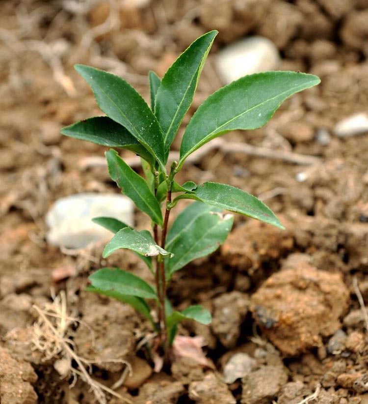 Tea tree seedlings