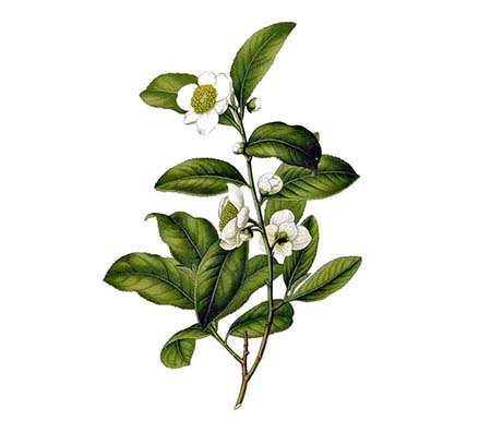 Tea Plant