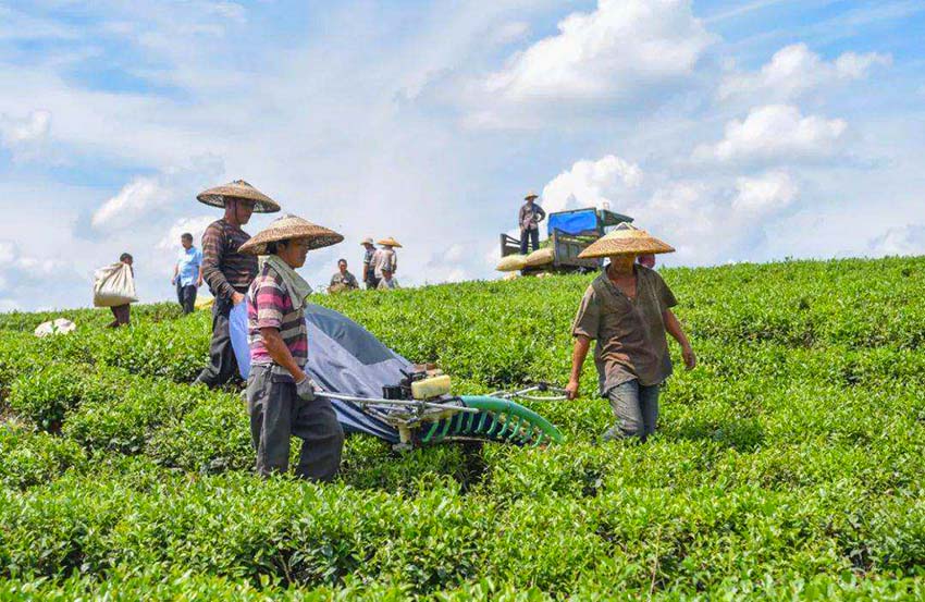 Picking tea in autumn