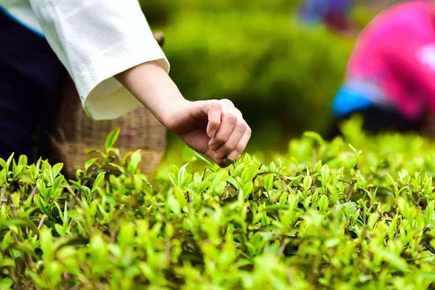 Picking spring tea