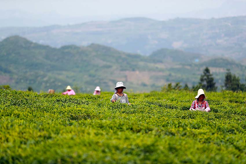 Picking summer tea