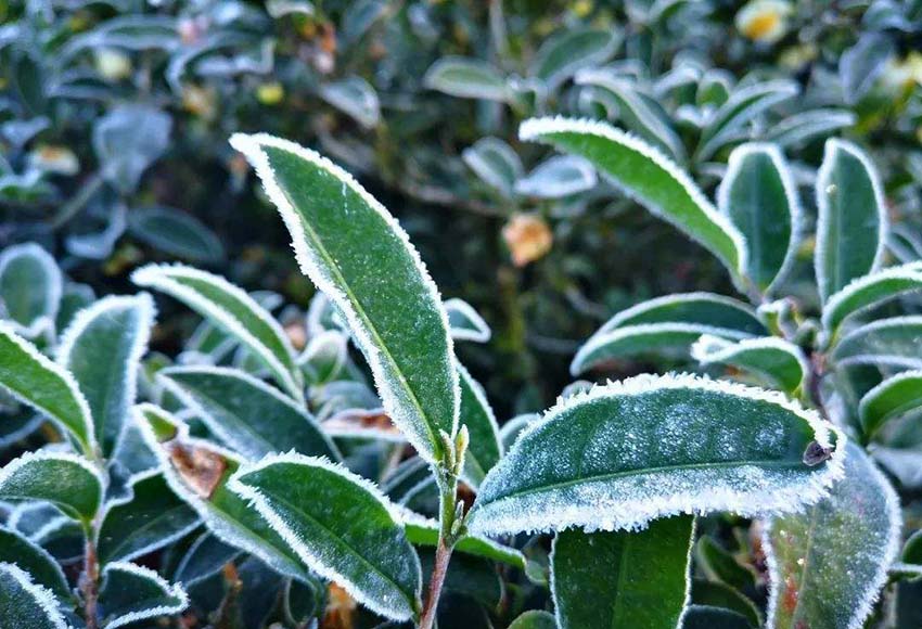 Tea plants in winter