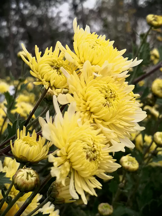 Boju (Bo Chrysanthemum)