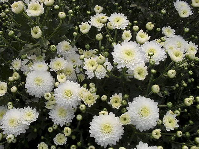 Chuju (Chu Chrysanthemum)