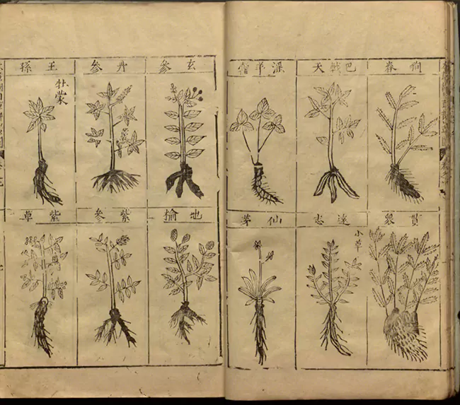 Illustrations in the Compendium of Materia Medica