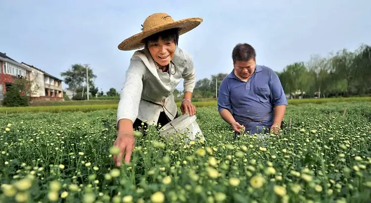 The Farmers Are Picking Taiju Chrysanthemums