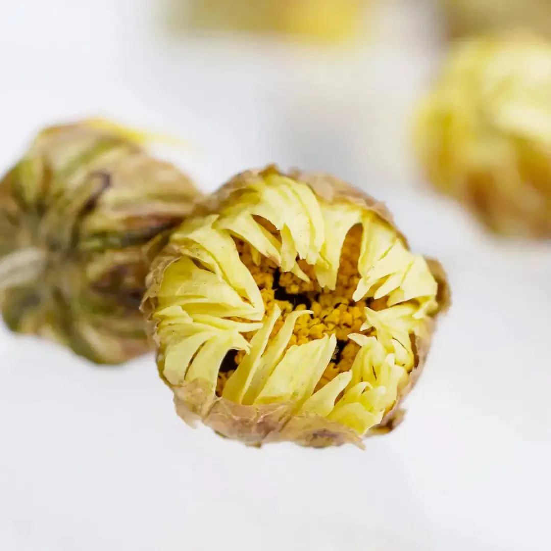 Close-Up Of Chrysanthemum Flower Buds