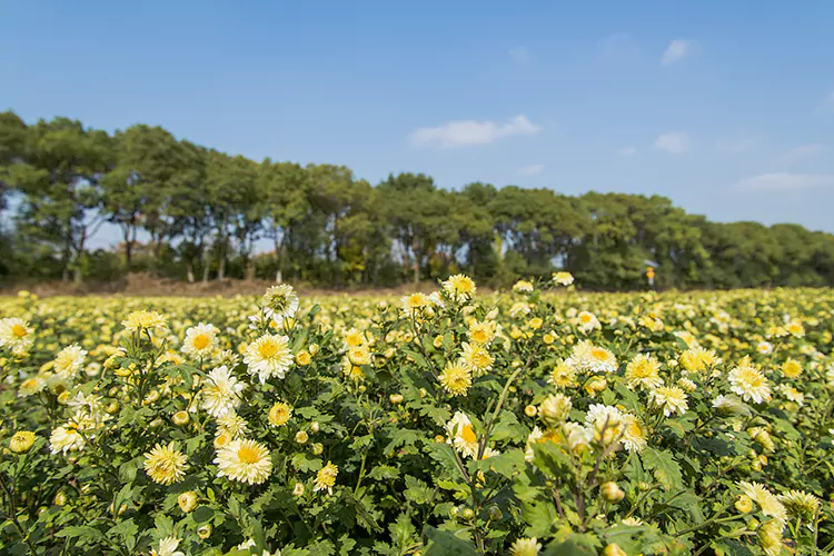 Tai Ju Plantation