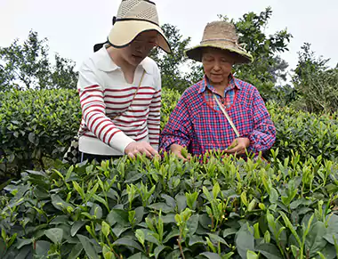 Ms. Huang And Her Family's Tea Plantation