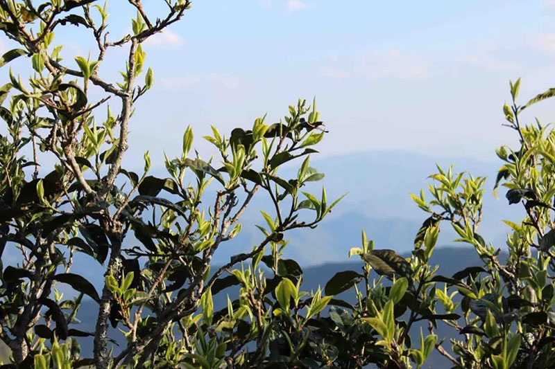 Pu-erh Tea Tree