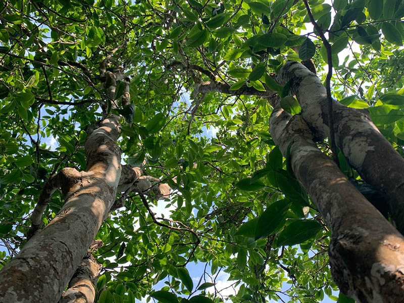 Arbor Pu-erh Tea Tree In Xi GUi