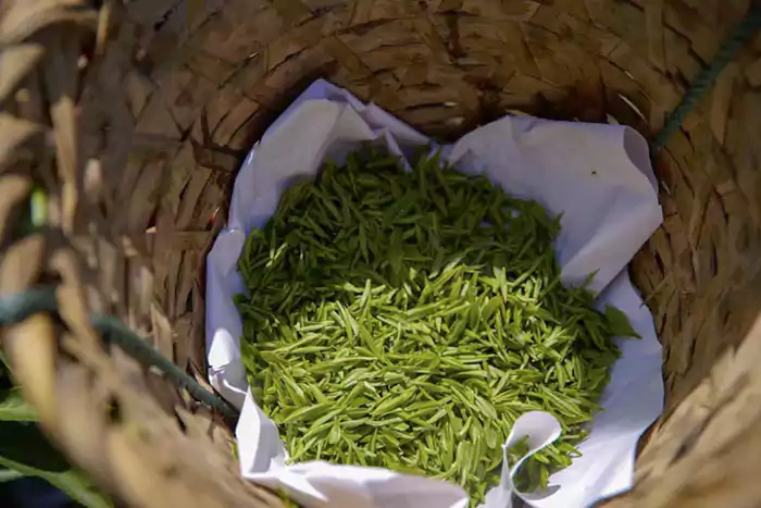 Freshly picked bi luo chun tea leaves