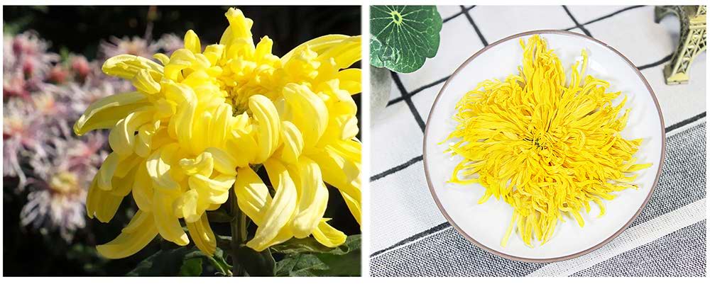 Chrysanthemum