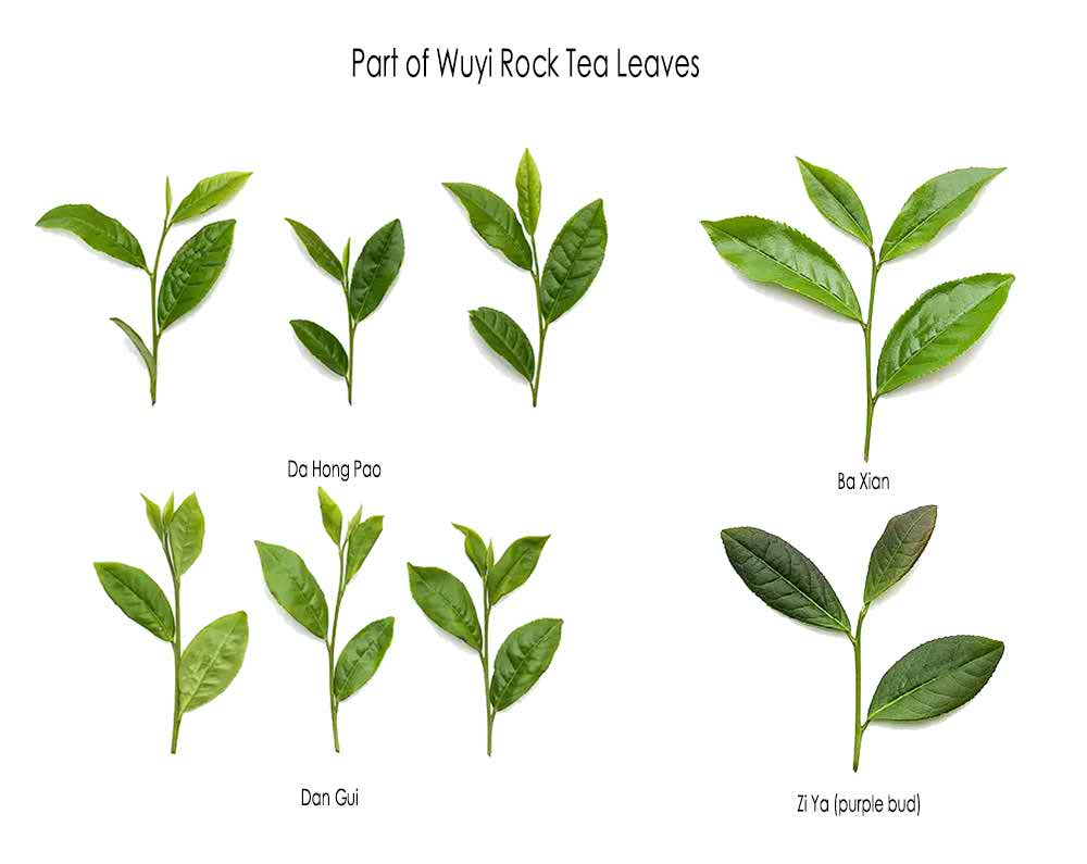 Part of Wuyi Rock Tea leaves