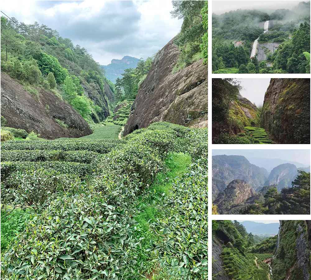 Wuyi Mountain Rock Tea Tea Garden