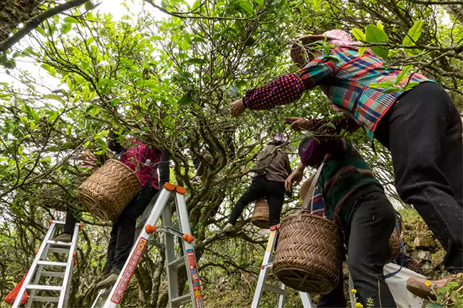 Tea Farmers Are Picking Phoenix Single Fir Tea Leaves