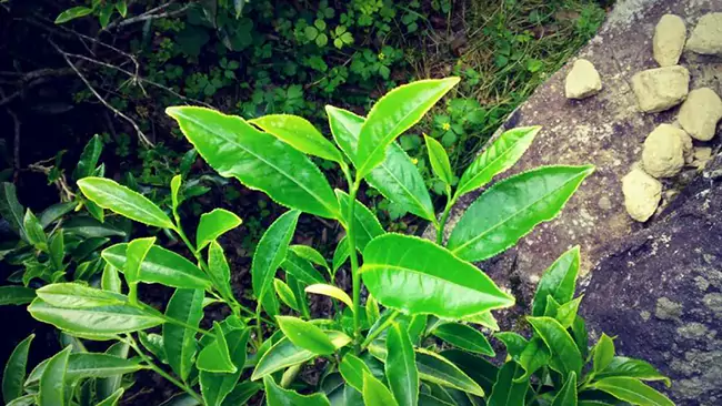 Tender Leaf Of Da Wuye Cultivar