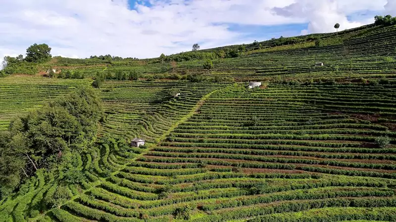 a Tea Garden Located In Fengqing City