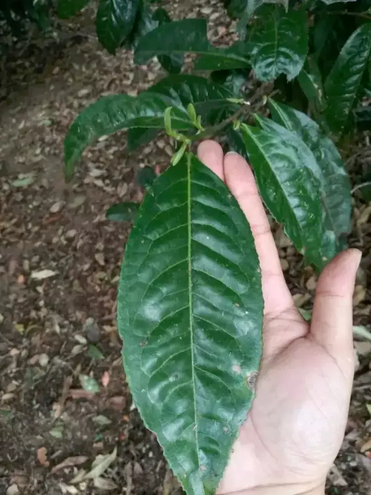 The Leaves Of Yunnan Large Leaf Tea Trees