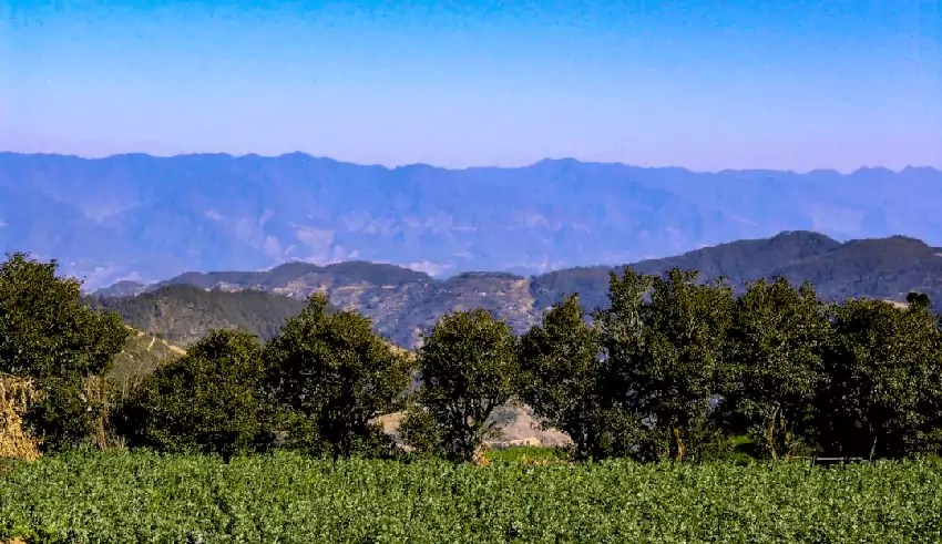 A Tea Garden In Fengqing, Yunnan