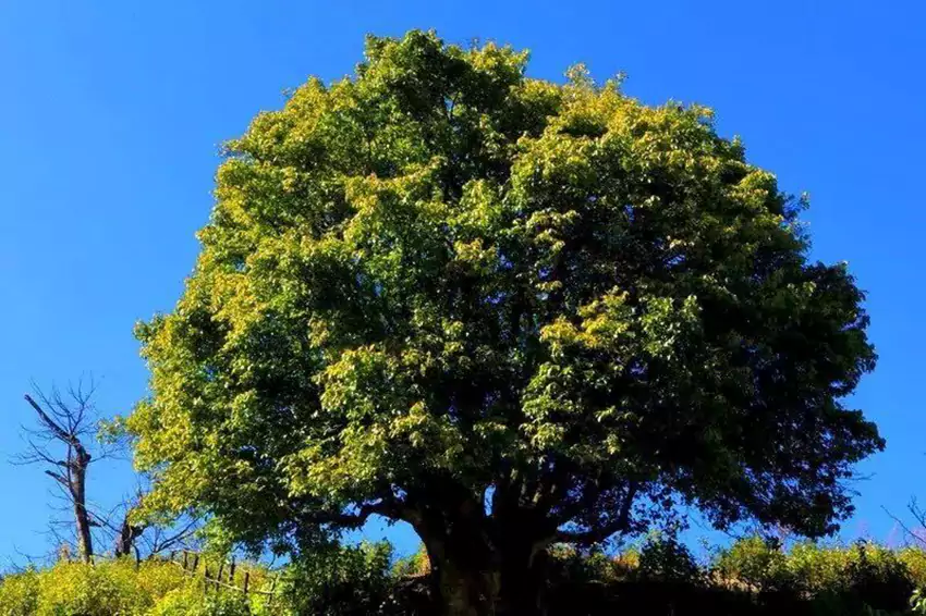 Ancient Tea Trees In Fengqing County