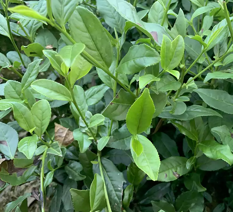 The Seedlings Of Jin Mudan Tea Tree