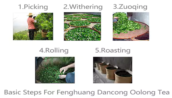 Basic Steps For Fenghuang Dancong Oolong Tea