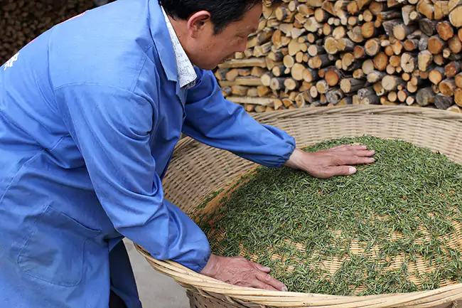 Making Huoshan Huangya Tea UsingTraditional Methods