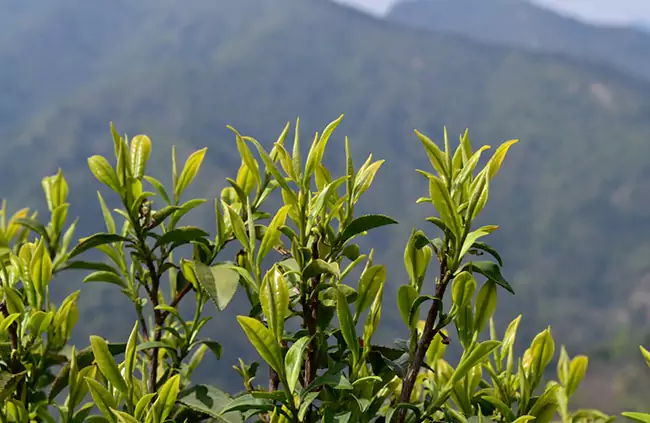 The Tender Buds Of Huoshan Huangya Tea Tree