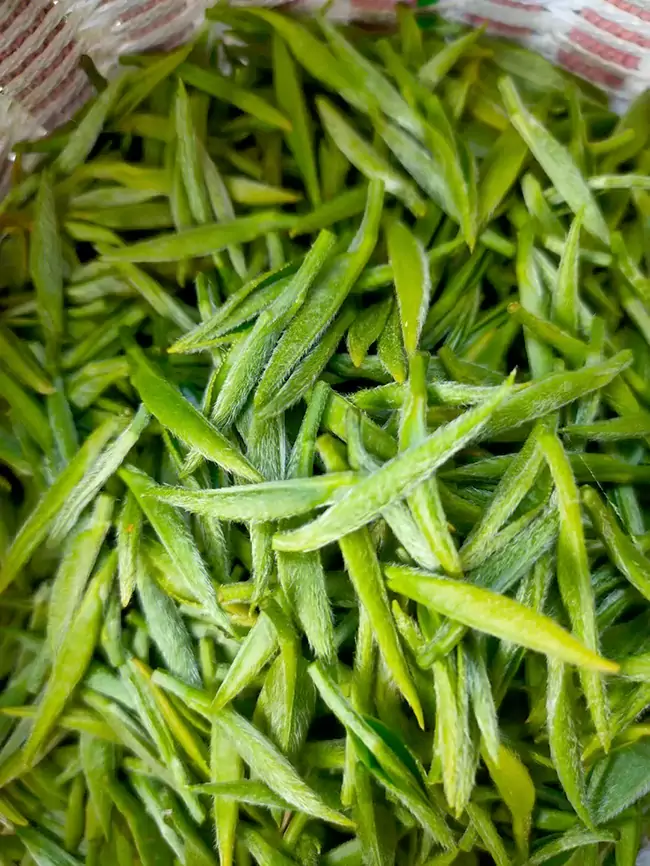 The Tender Buds Used For Making Huoshan Huangya Tea