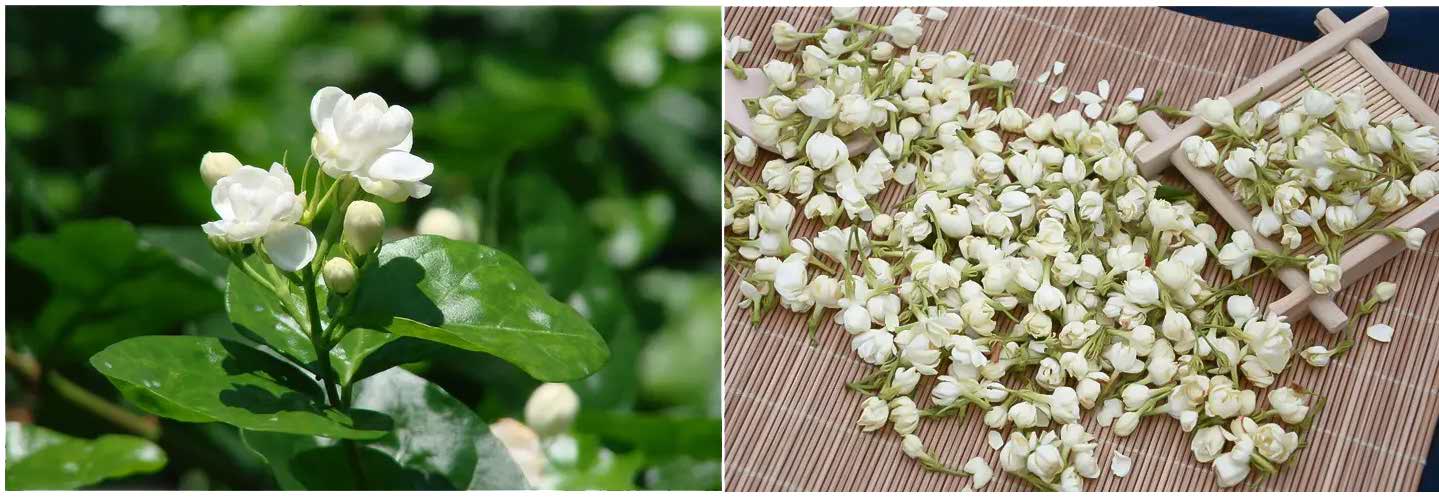 Jasmine flowers