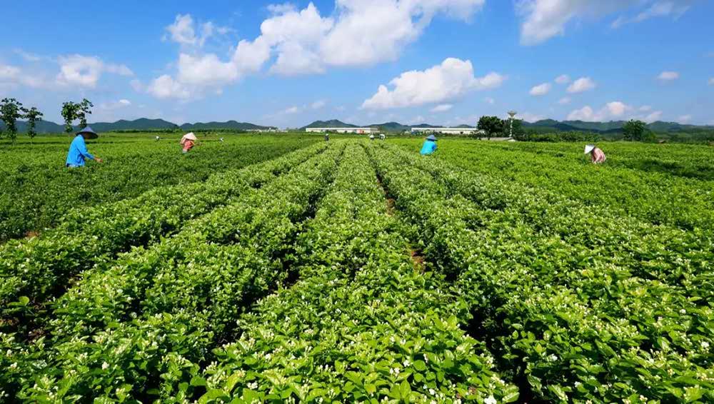 Jasmine Plantations In Hengxian County, Guangxi