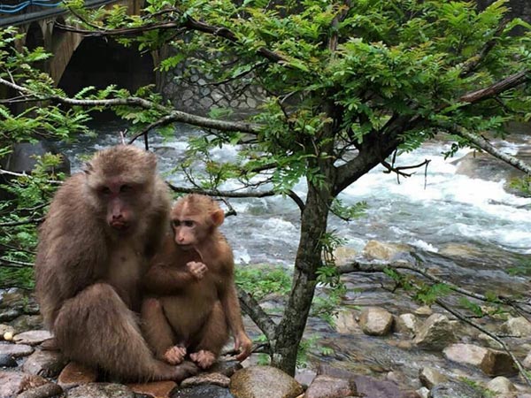 Monkeys in tongmu village