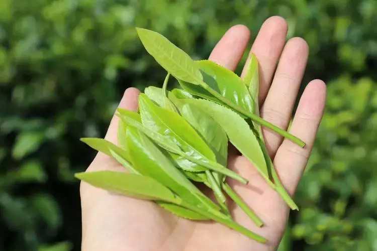 Fresh leaves of Zhu Ye Zhong cultivar