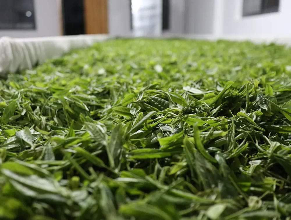 Fresh Leaves Of Keemun Black Tea