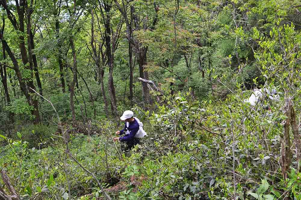 High Moutain Garden Of Keemun Black Tea