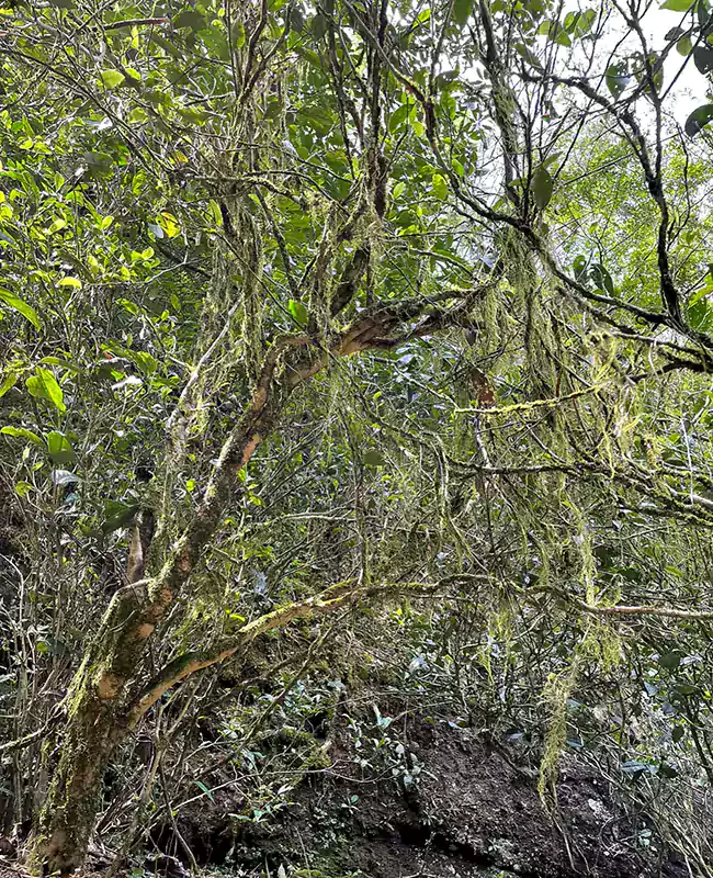 A Lao Cong Shui Xian Tea Tree Covered In Moss