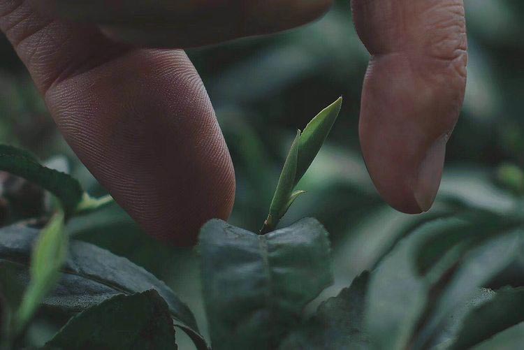 Picking tender buds of Meng Ding  tea