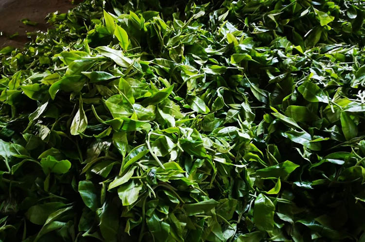 Freshly Picked Pu'Erh Leaves