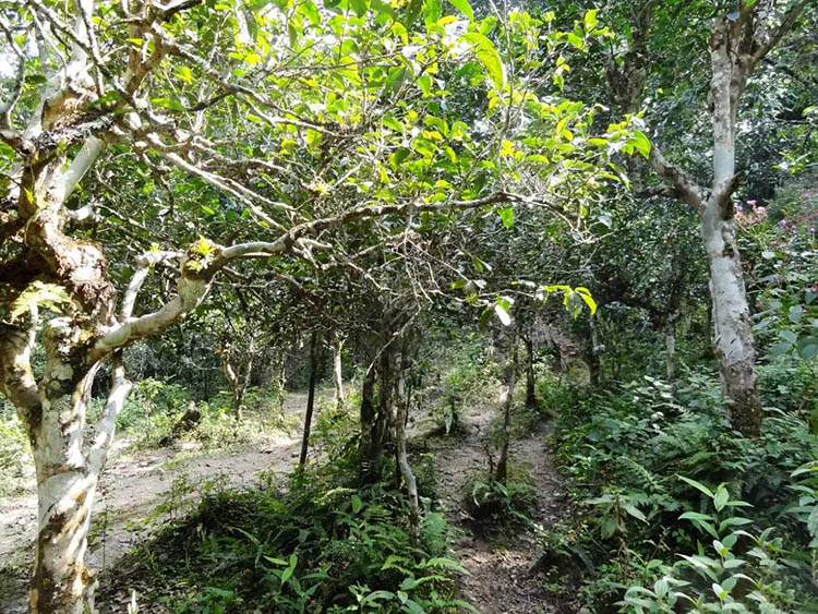 Meng Hai Puerh Tea Garden