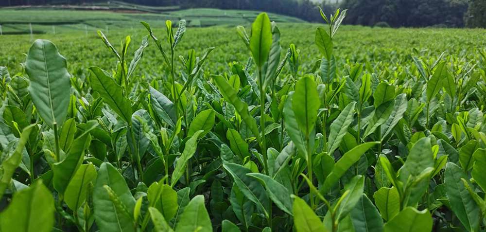 Tea Shoots At An Organic Tea Garden In Guizhou