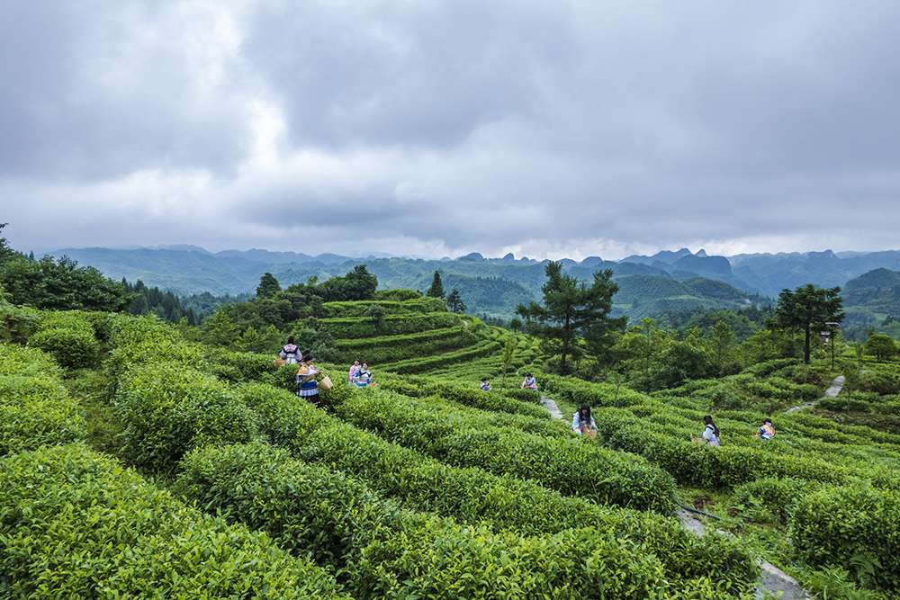 Workers Pick Tea At a Tea Garden In Guizhou Province