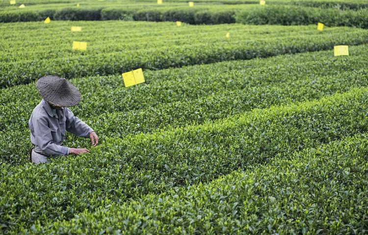 Organic Silver Needle Bai Hao Yin Zhen Tea Garden