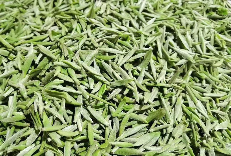 SFreshly Picked White Tea