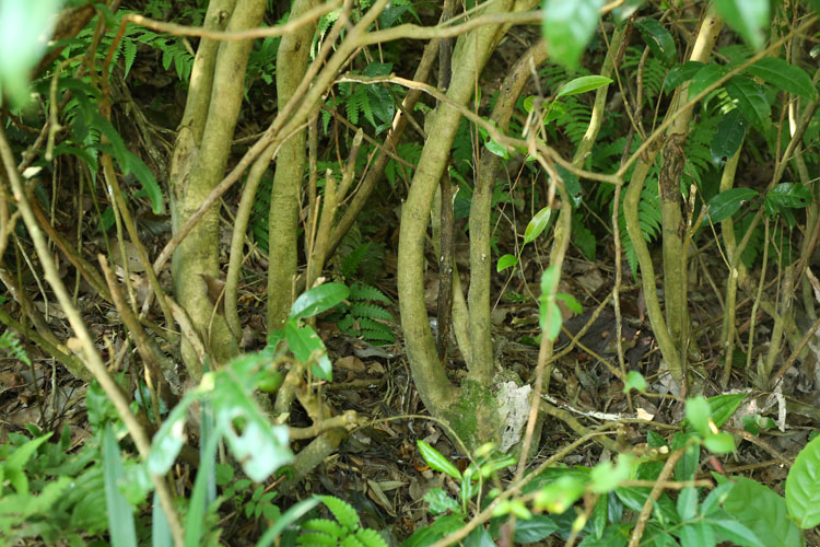 Bush Of White Tea Trees