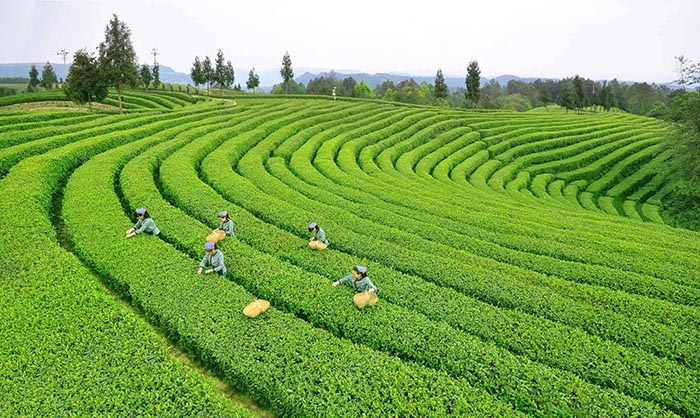 Organic Tea Garden In Yunan