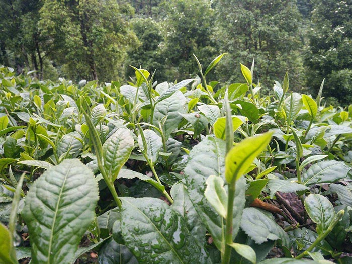 Yunnan Green Tea Garden