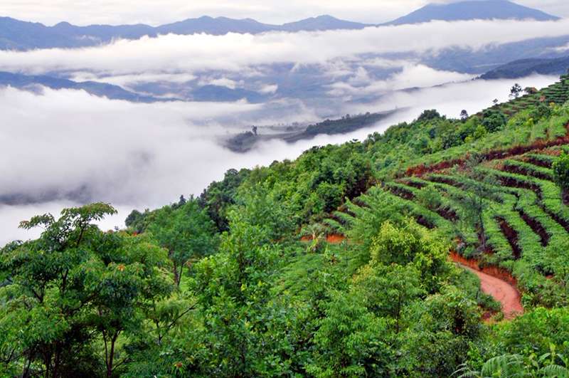 A Tea Garden In The Mountains Of Yunnan Province